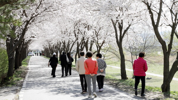 안성시는 도심과 하천, 호수, 산책로 곳곳이 연분홍빛으로 물들며 시민과 방문객들에게 봄날의 특별한 풍경을 선사하고 있다. (사진_안성시)
